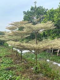 Cây bàng Nhật