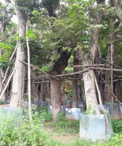 Giống cây công trình