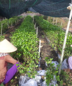Giống cây ăn quả